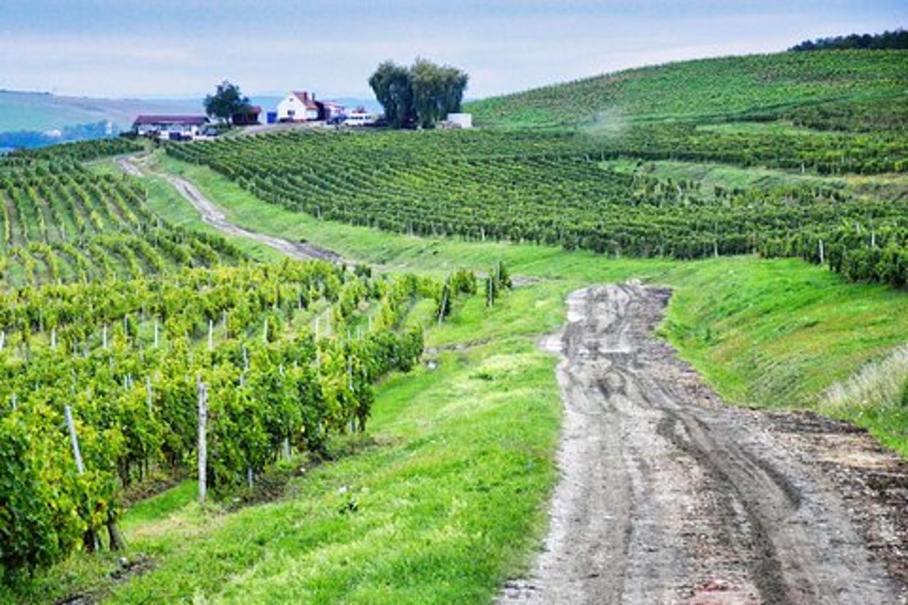 Sibiu e degustazione di vini, tour di un giorno da Cluj