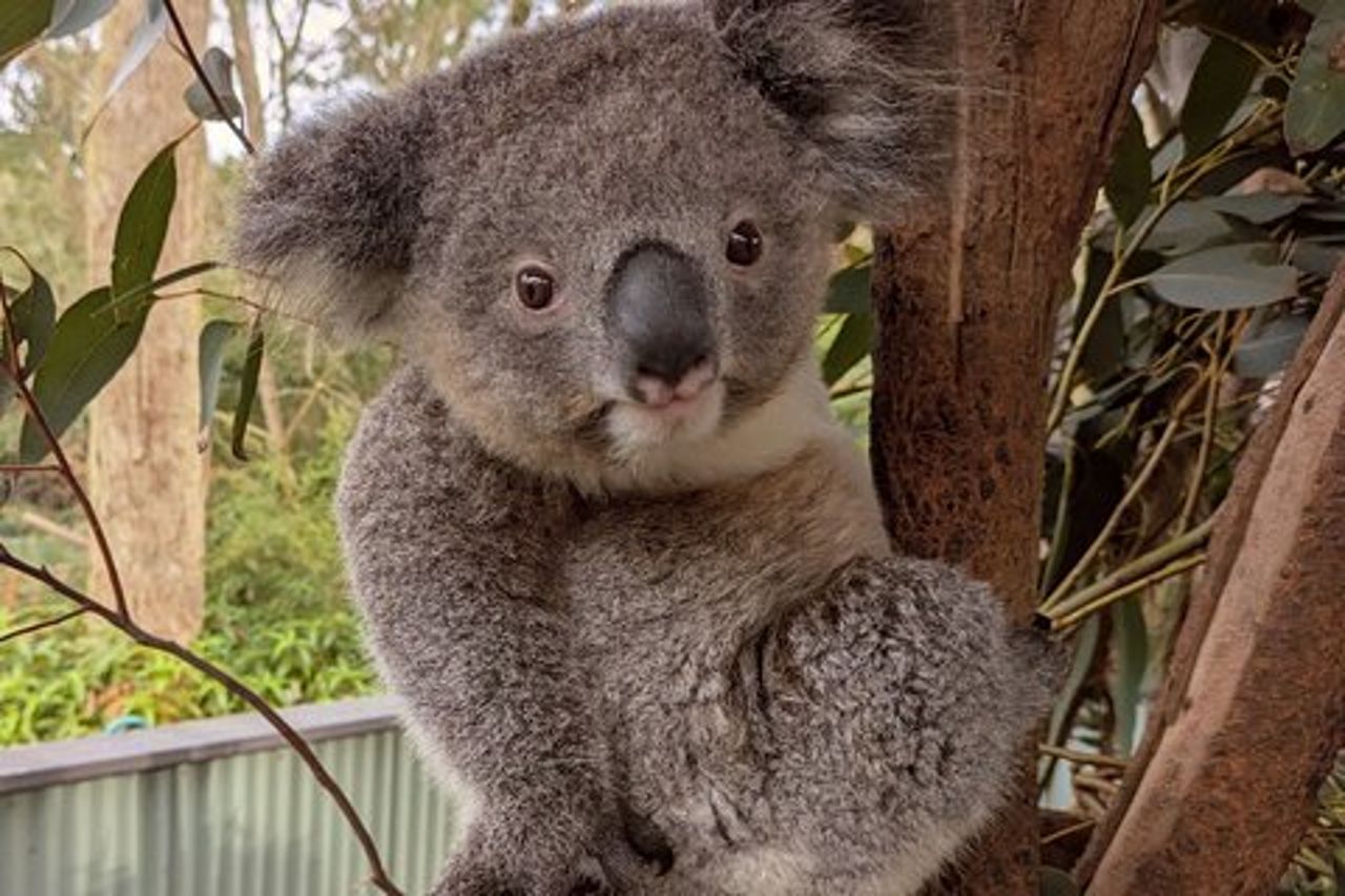 Koala & Kangaroos Experience, cascate e viaggio panoramico in treno