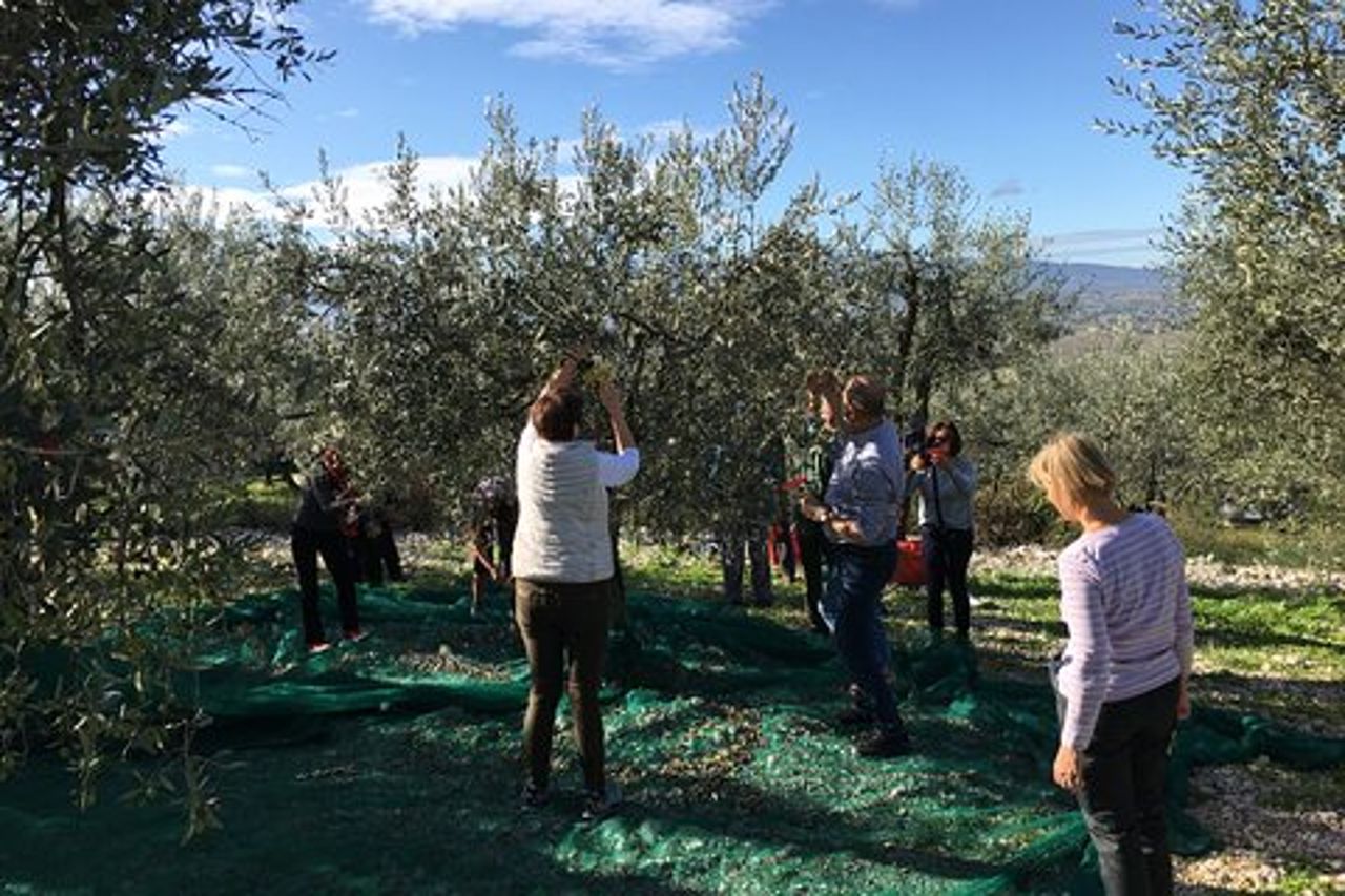 Visita oliveti e frantoio con degustazione olio a Trevi in Umbria