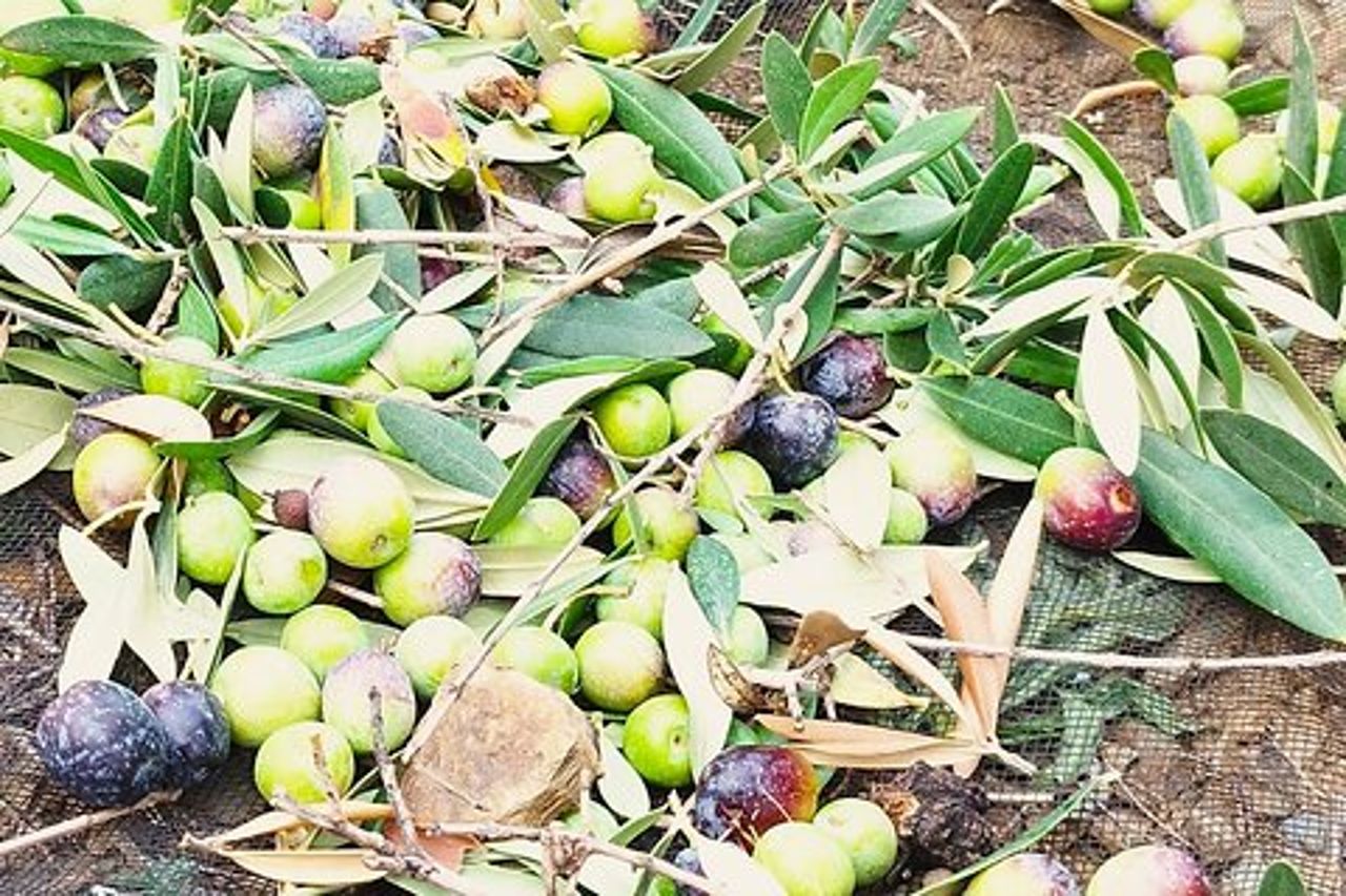 Tour dell'olio d'oliva e delle montagne: Piccolo gruppo, degustazione e pranzo!