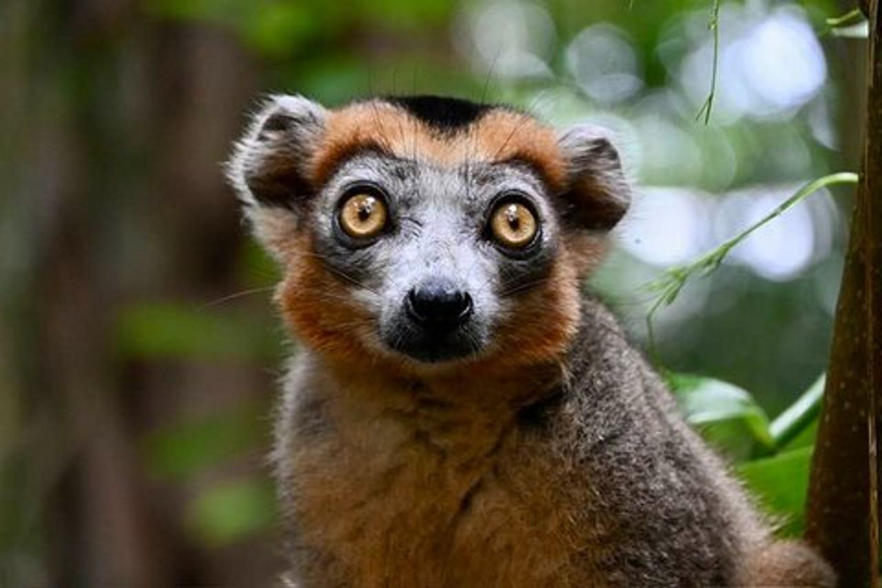 Escursione di 8 giorni Madagascar Oriental Wildlife e Natura