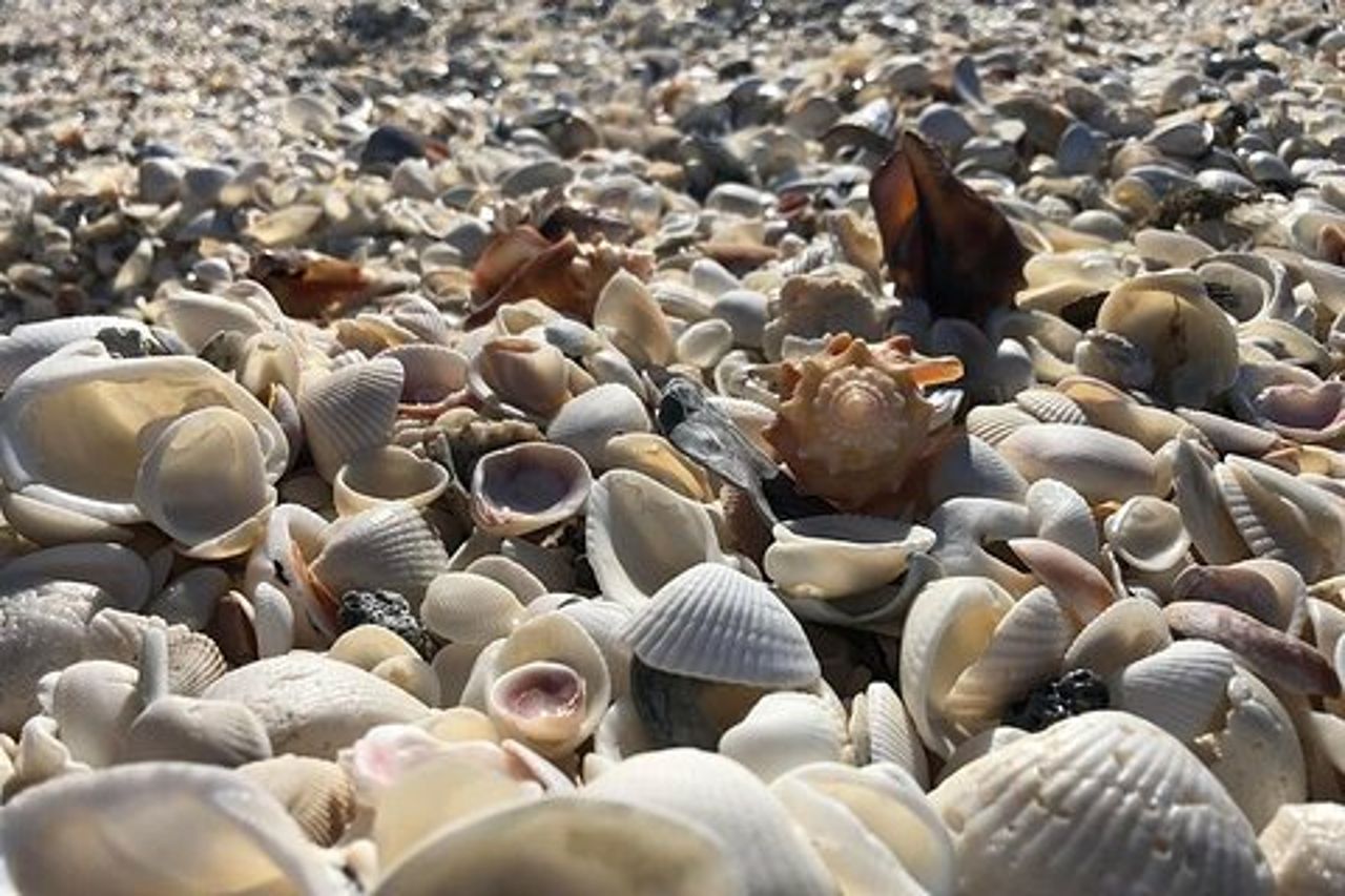 Avventura di 3 ore di Keewaydin Island Shelling