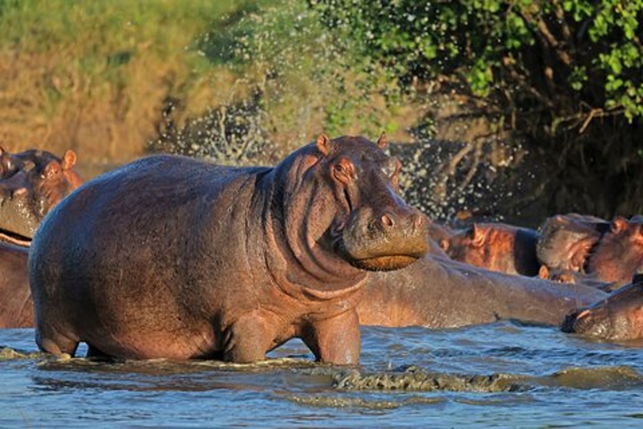 Parco nazionale di 2 giorni Ruaha