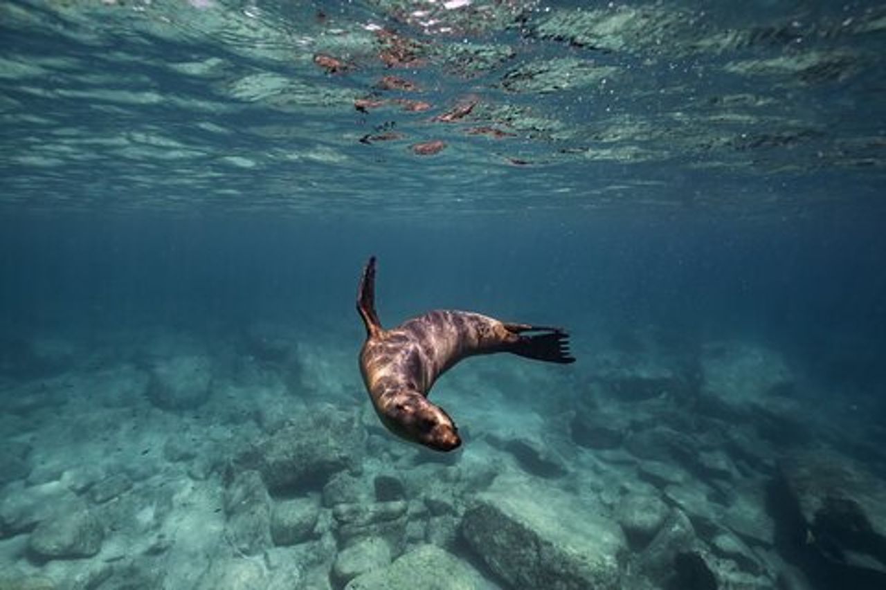 Fare snorkeling con i leoni marini sull'isola di Espíritu Santo