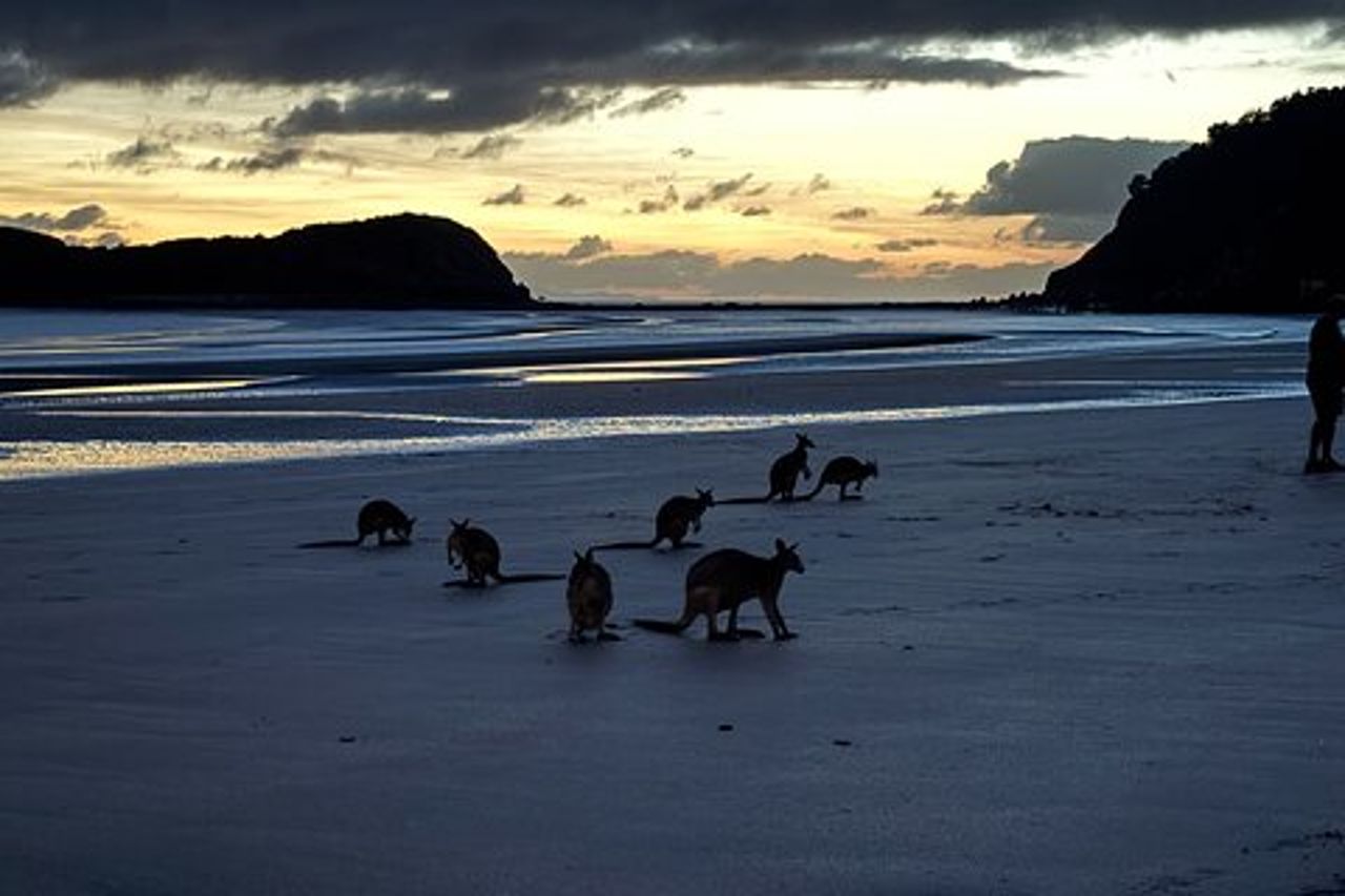 Airlie Beach : Canguri sulla spiaggia all'alba.