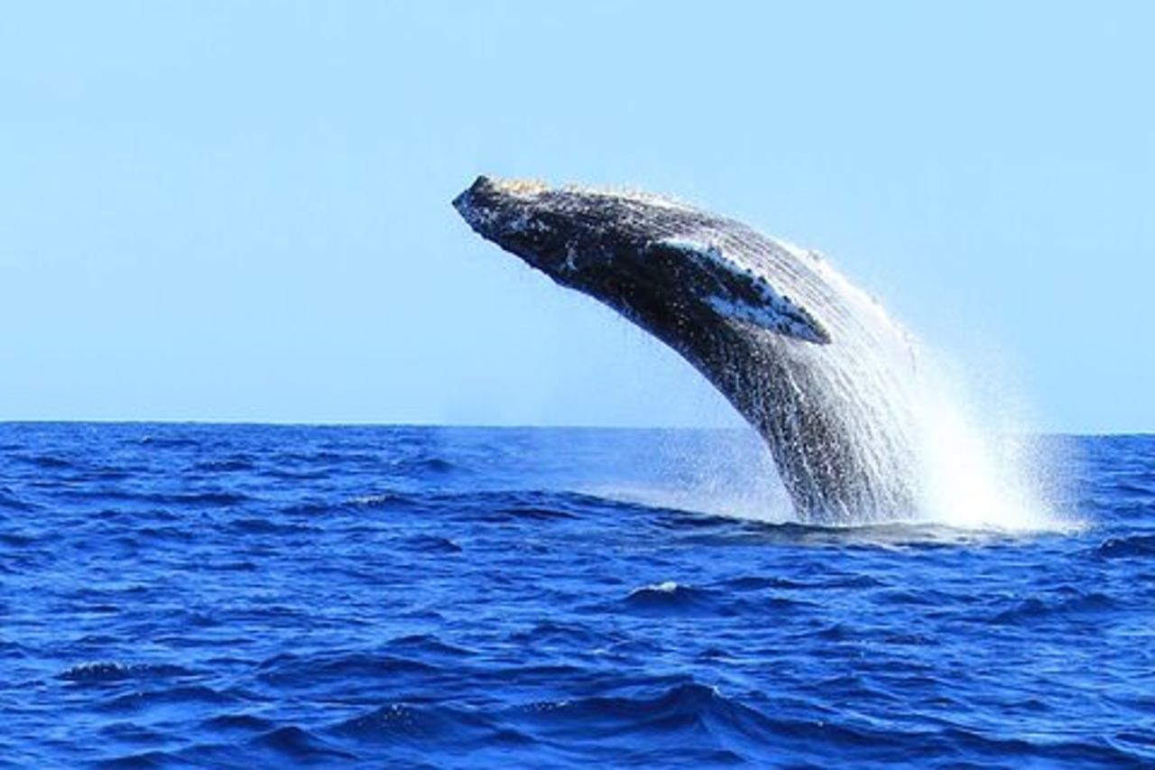Avvistamento delle balene a Cabo San Lucas