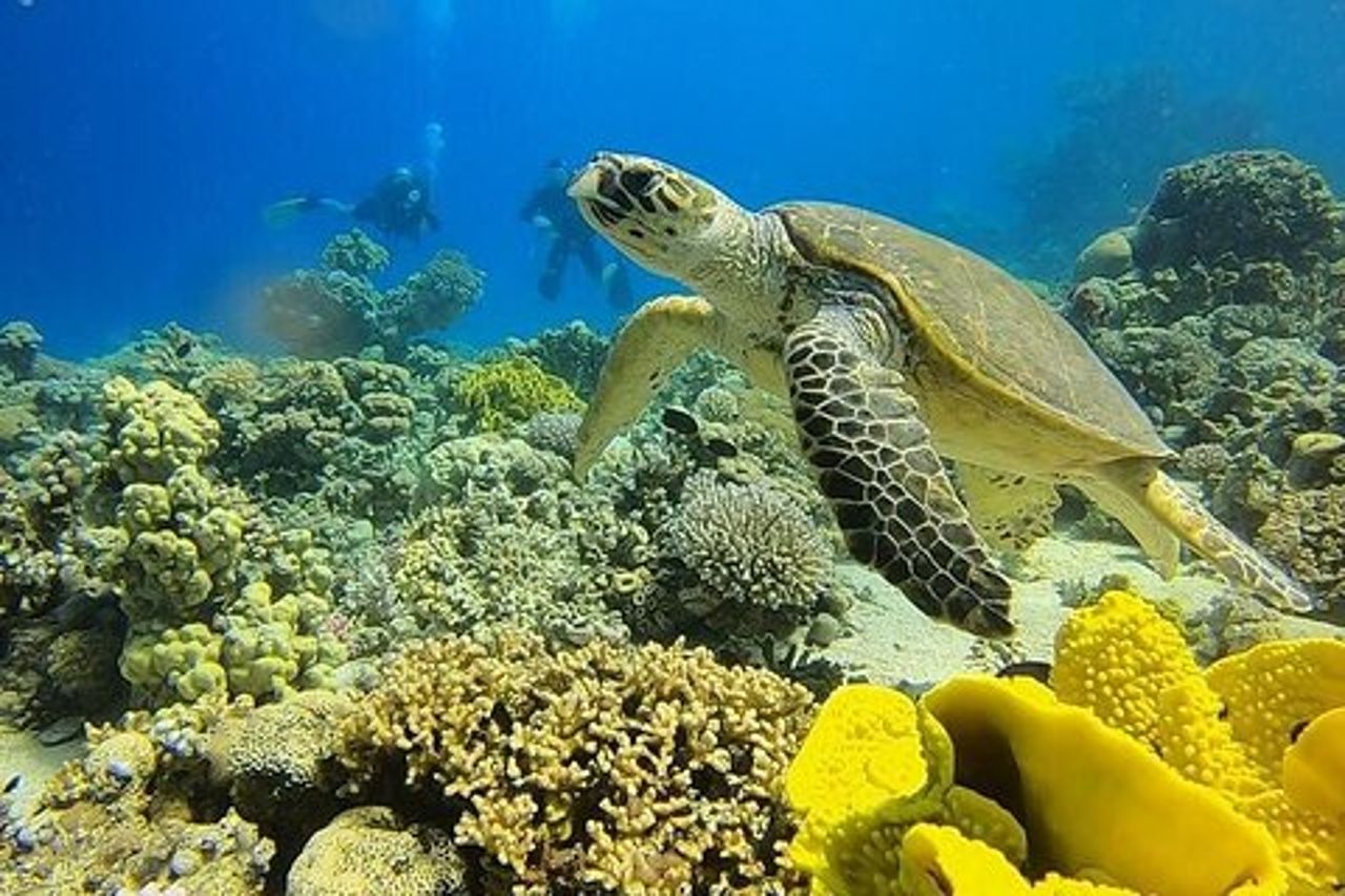 Un'avventura subacquea speciale nel Mar Rosso Aqaba