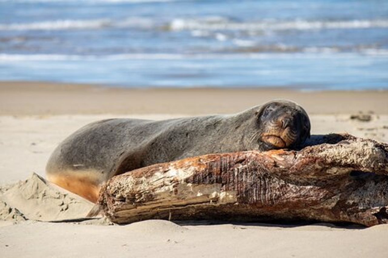 Da Dunedin a Invercargill tramite il tour per piccoli gruppi Catlins 1 Way