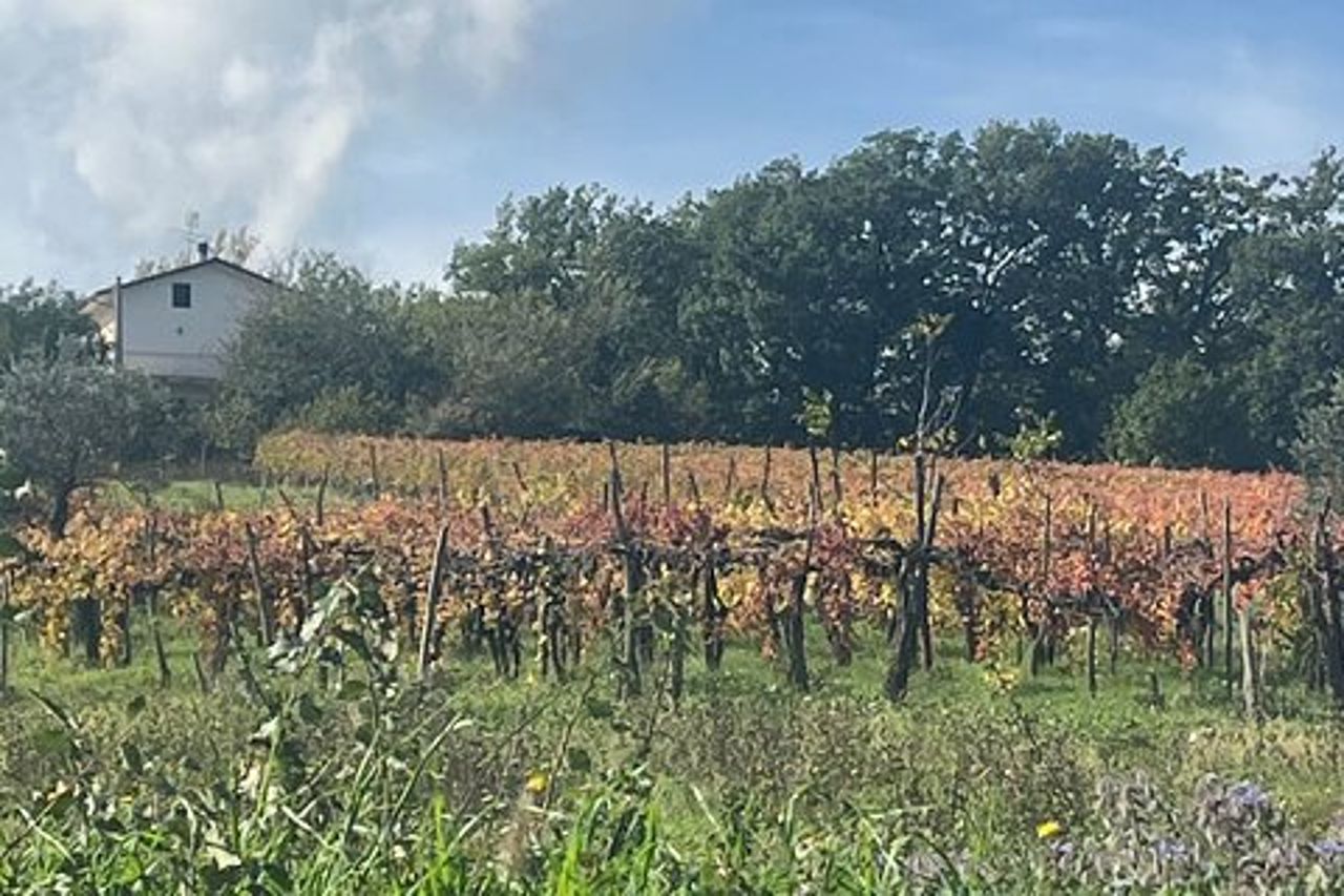 Tour privato dell'esperienza del vino e dei sapori dell'Irpinia da Napoli