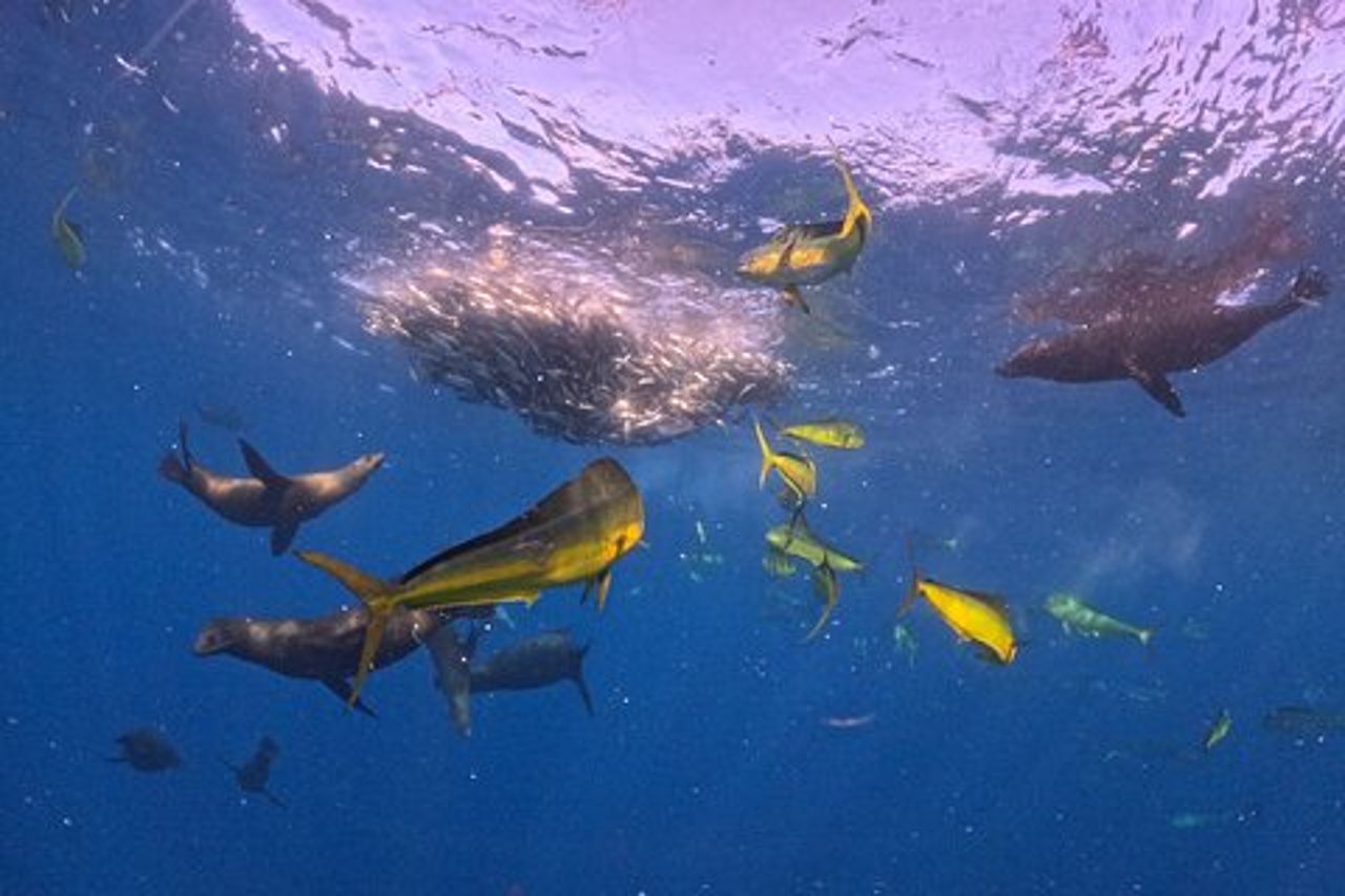 La corsa delle sardine
