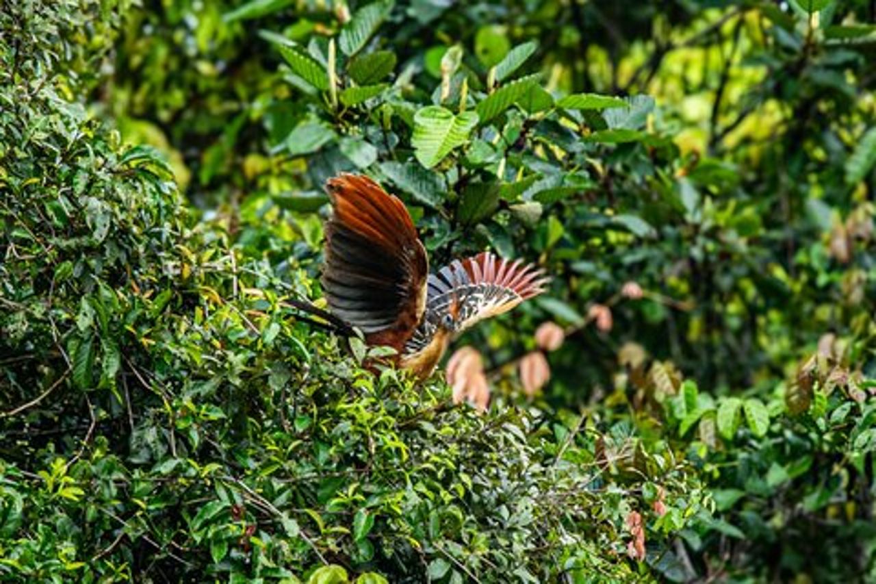 Amazon Wildlife Tours Lodge Soggiorno 3 giorni 2 notti