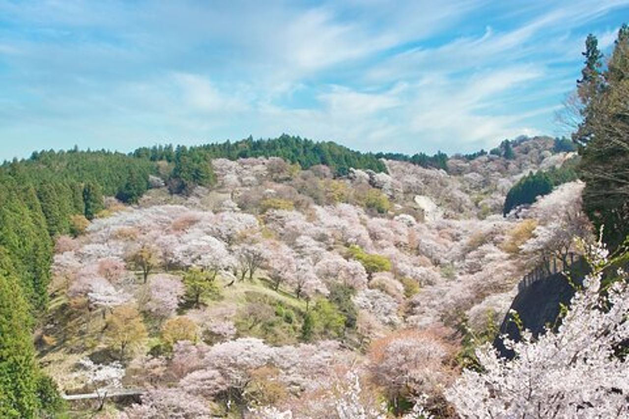 Tour a piedi di Yoshino Cherry Blossom con visita al tempio