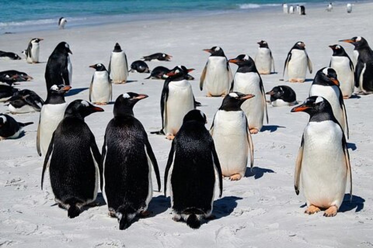 Falklands Penguin Tour Baia di Yorke, Baia di Rookery e Baia degli Zingari