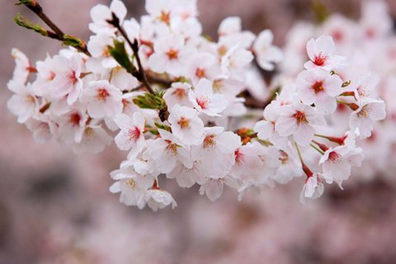 Tour di un giorno a Cherry Blossoms Incheon