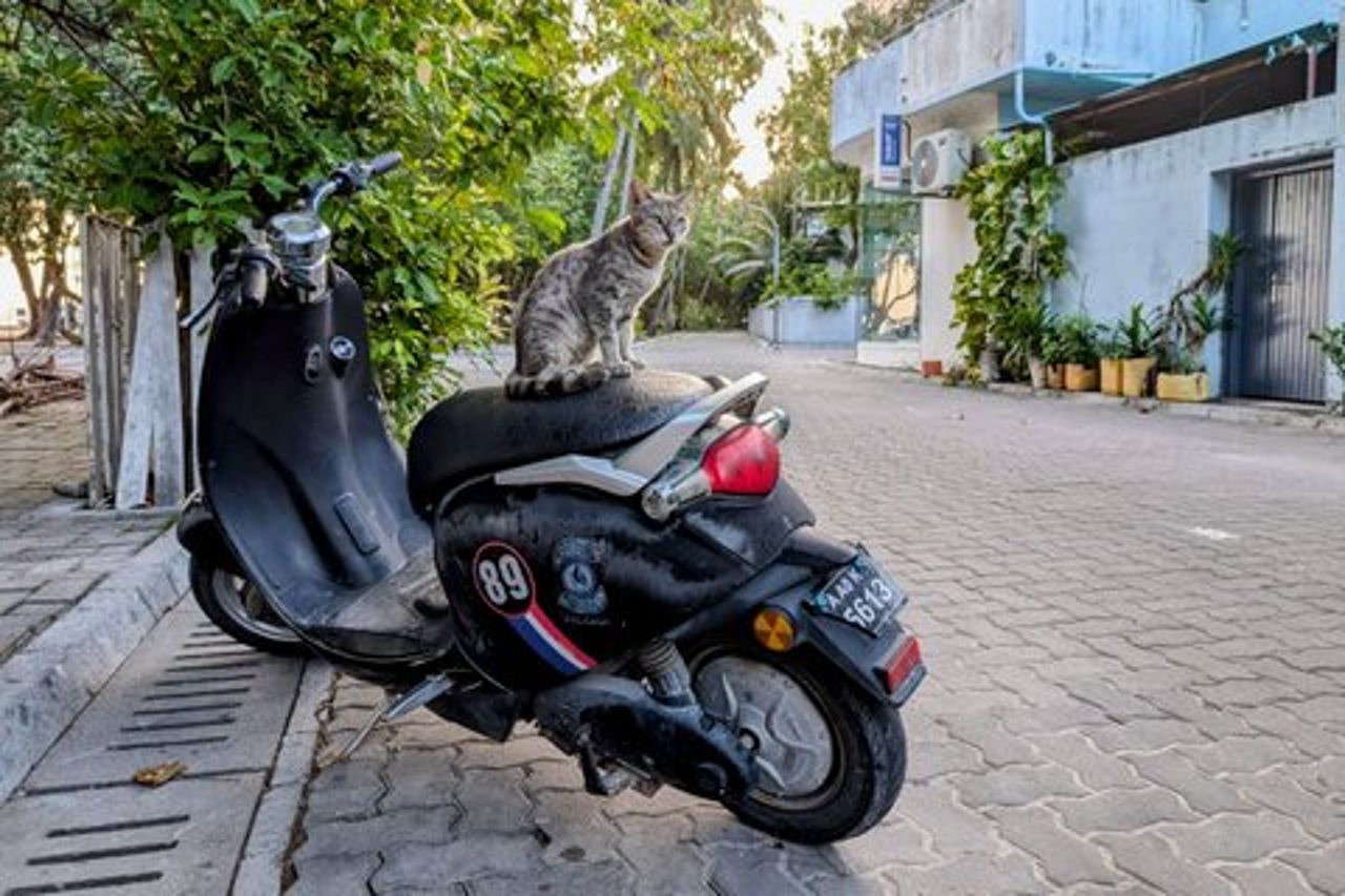 Malé : visita di un'isola locale di gatti con snorkeling guidato