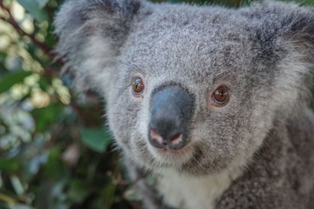 Natura e fauna selvatica: Australia in un giorno - Tour privato