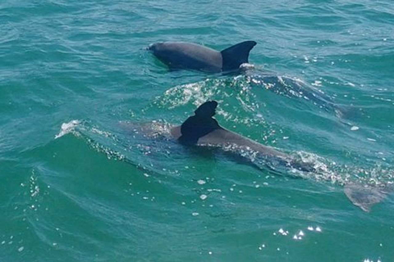 Tour privato di Clearwater Beach e Dolphin Boat (3 ore, 6 ospiti)