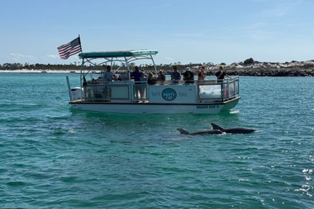 Giro turistico dei delfini e Shell Island Snorkeling Tour