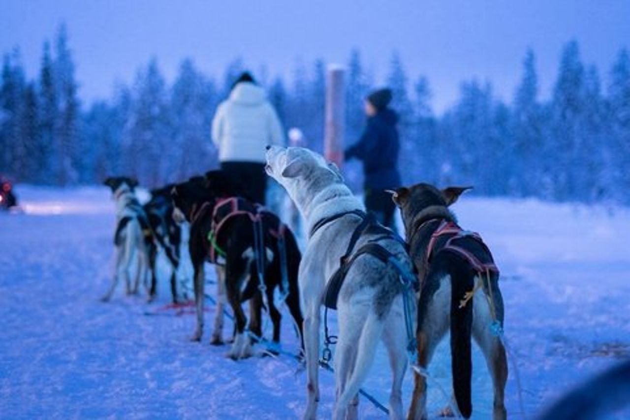 Esperienza Husky di 1,5 ore a Pyhatunturi