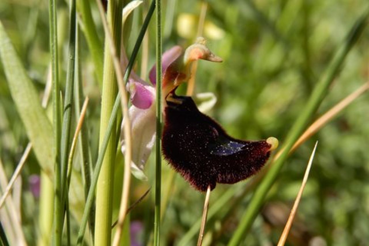 Riconoscimento orchidee spontanee nel Parco Nazionale Alta Murgia