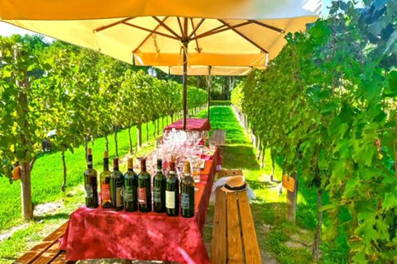 San Gimignano Wine Tasting & cena toscana in una cantina locale