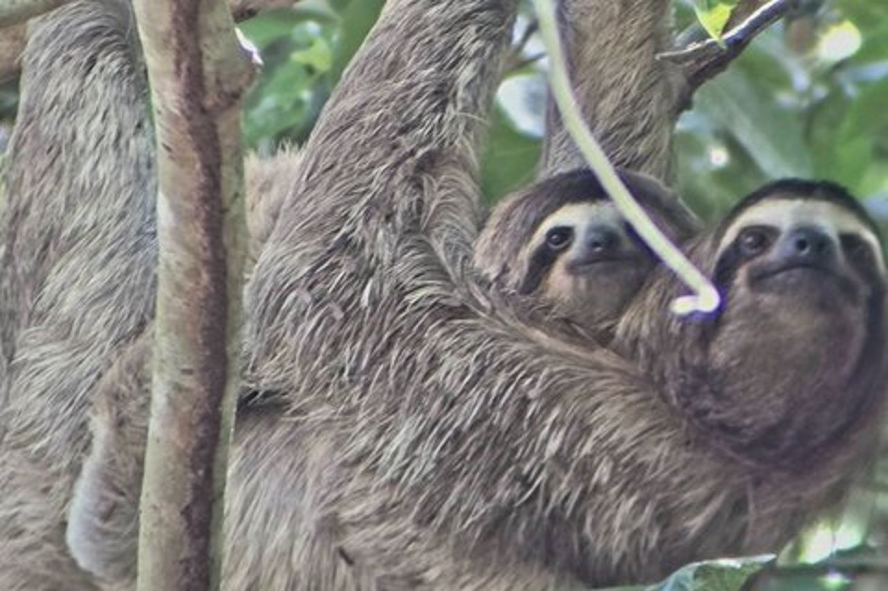 Tour a piedi di Ancon Hill: bradipi, fauna selvatica e viste sulla città di Panama