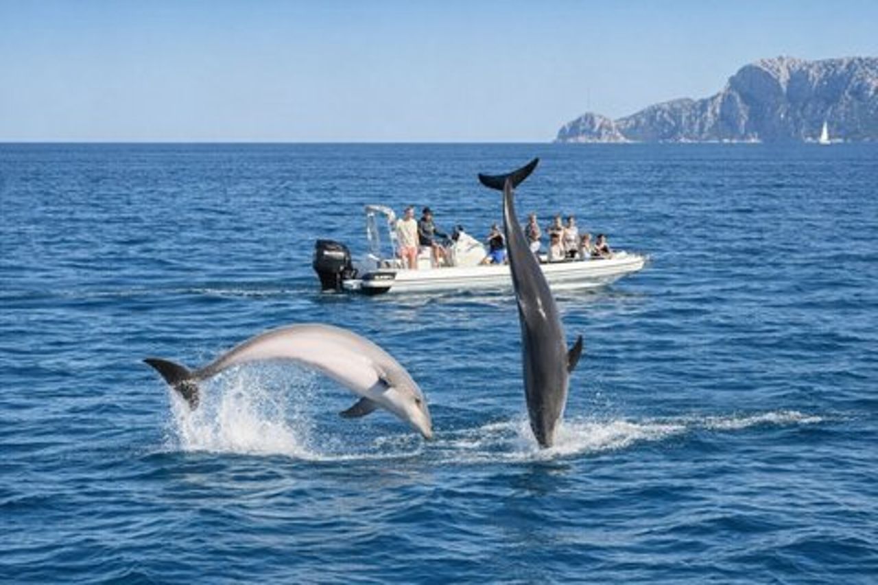 Tour Avvistamento Delfini con Snorkeling da Olbia