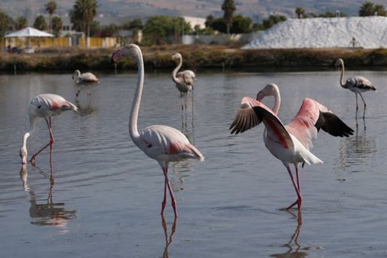Birdwatching alle Saline Maria Stella di Trapani