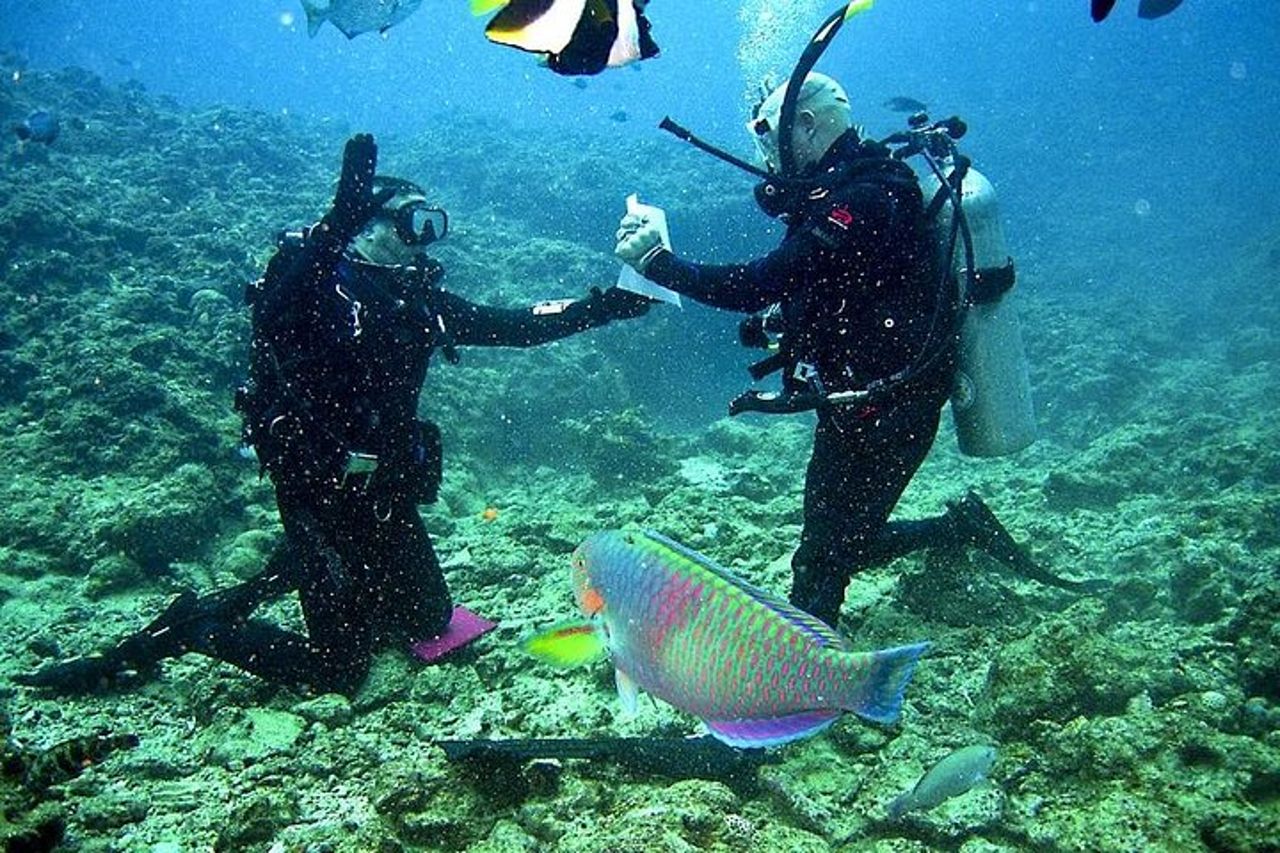 Scopri Scuba Diving a Falmouth — 2
