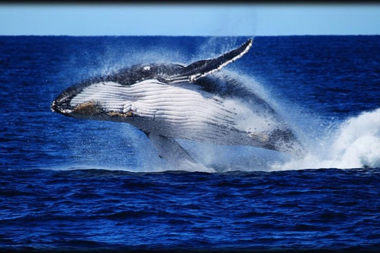 Brisbane Whale Watching Cruise da Redcliffe o Sunshine Coast — 2