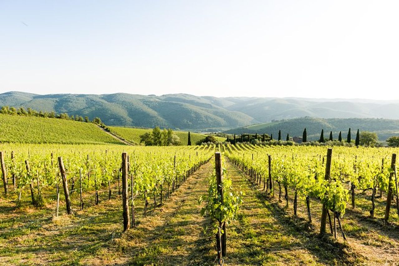 Tour e degustazione presso un'azienda vinicola biologica nel cuore del Chianti Classico — 2