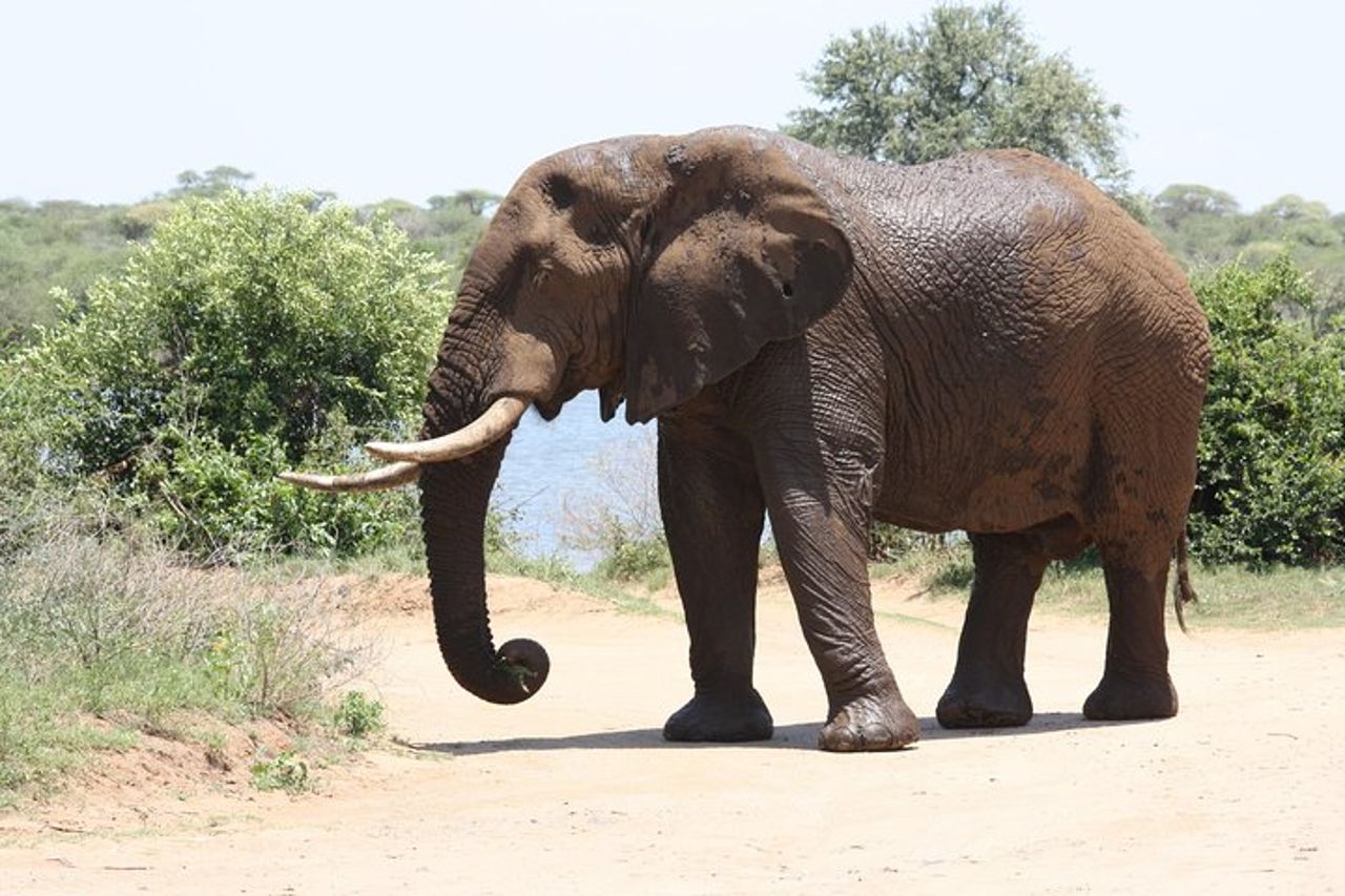 Drive del gioco Full Day del Parco Nazionale Kruger — 4
