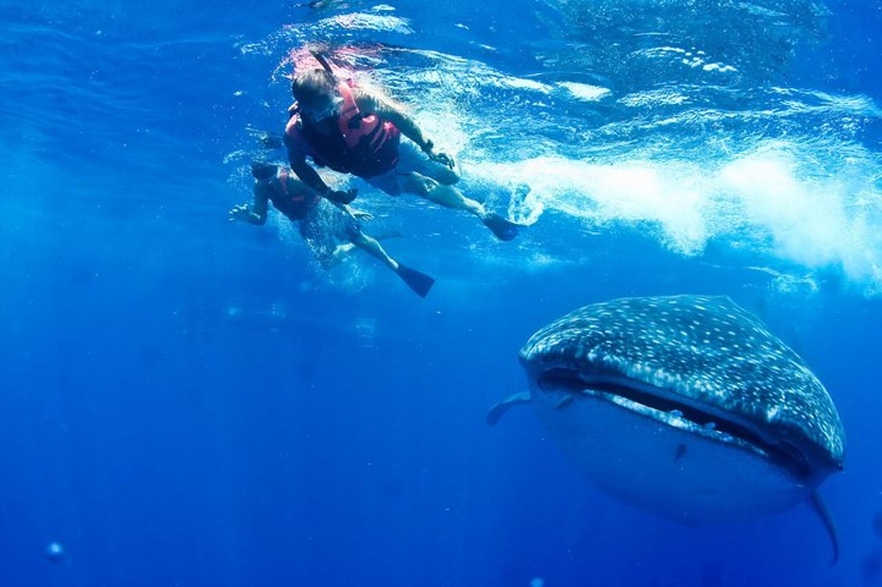 Tour degli squali balena da Cancun, Playa del Carmen, Tulum e Riviera Maya — 7