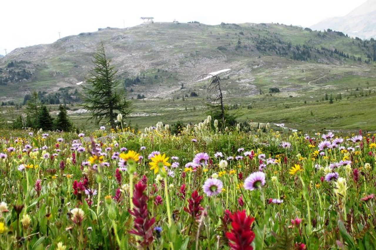 Sunshine Meadows Vistas - Escursione guidata (facile)