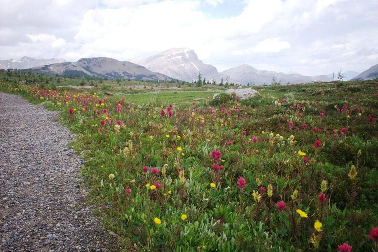 Sunshine Meadows Vistas - Escursione guidata (facile) — 3