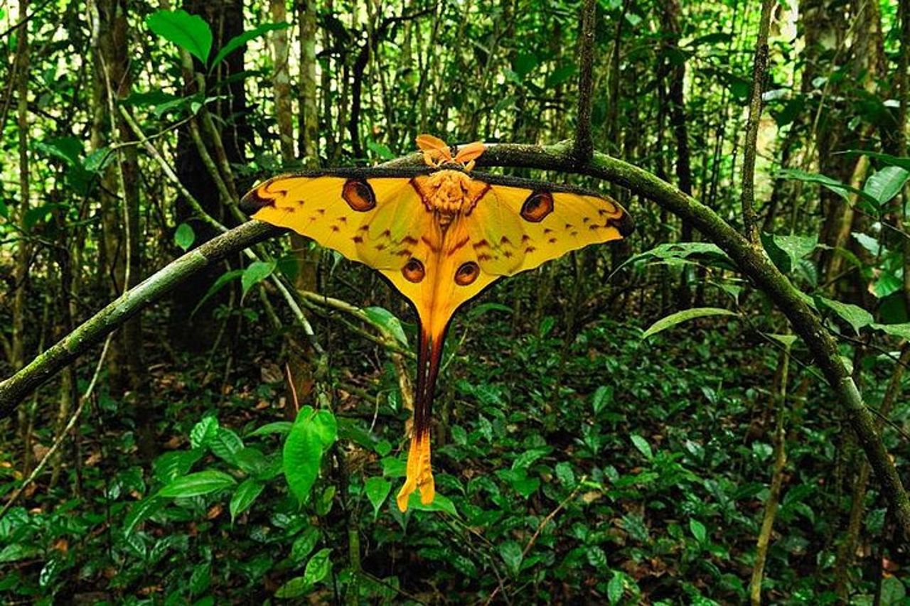 Tour dei Lemuri di un giorno Nella Foresta Pluviale Andasibe e alla Vakona Lodge Reserve — 2