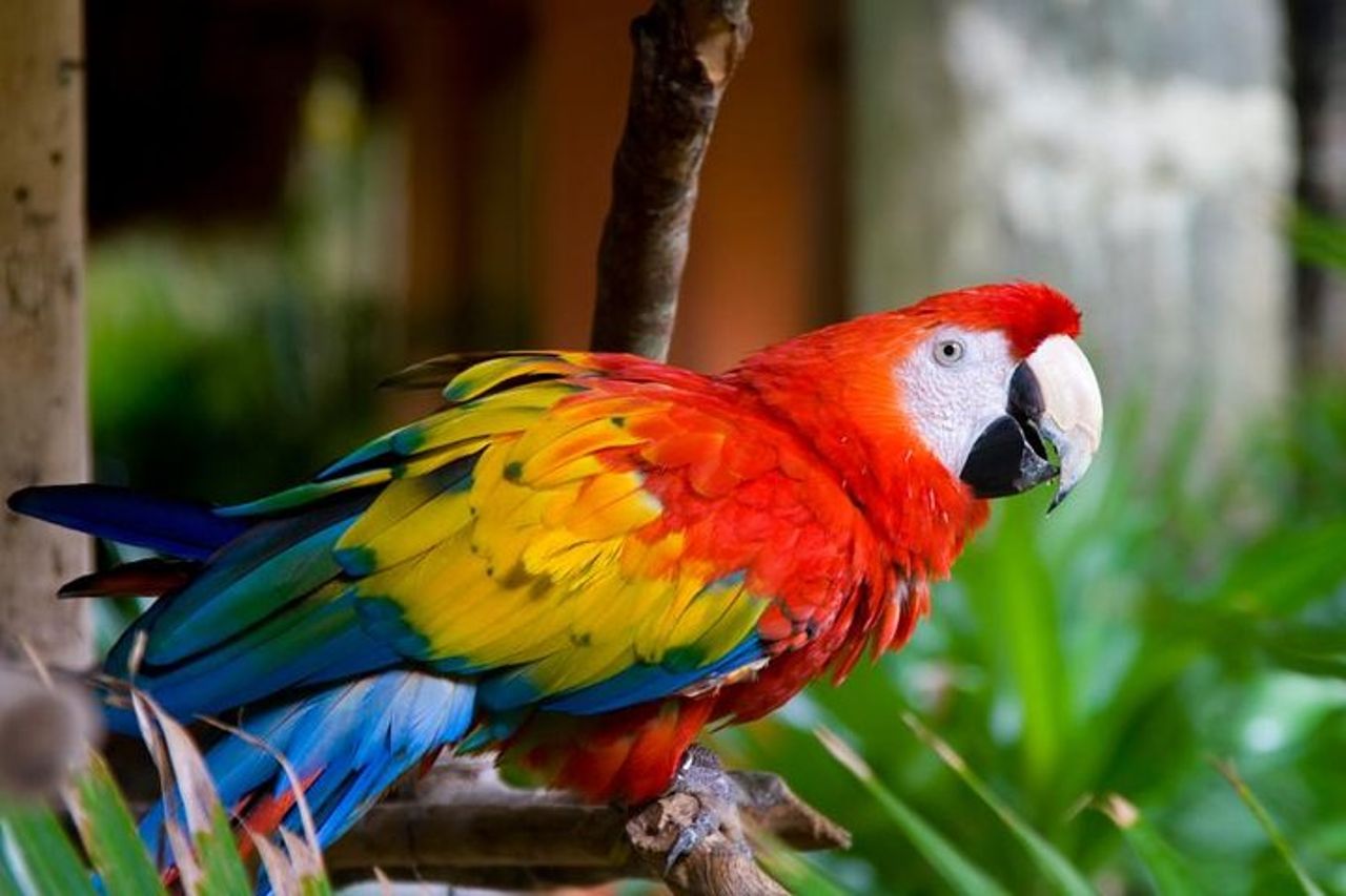 Avventura di 3 giorni nella giungla di Iquitos al Muyuna Lodge — 2