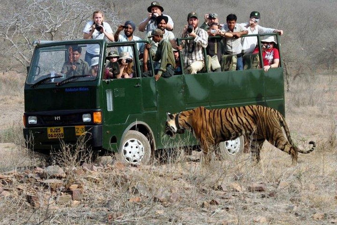 Ranthambore Wildlife Safari con biglietti e opzioni di trasferimento — 2