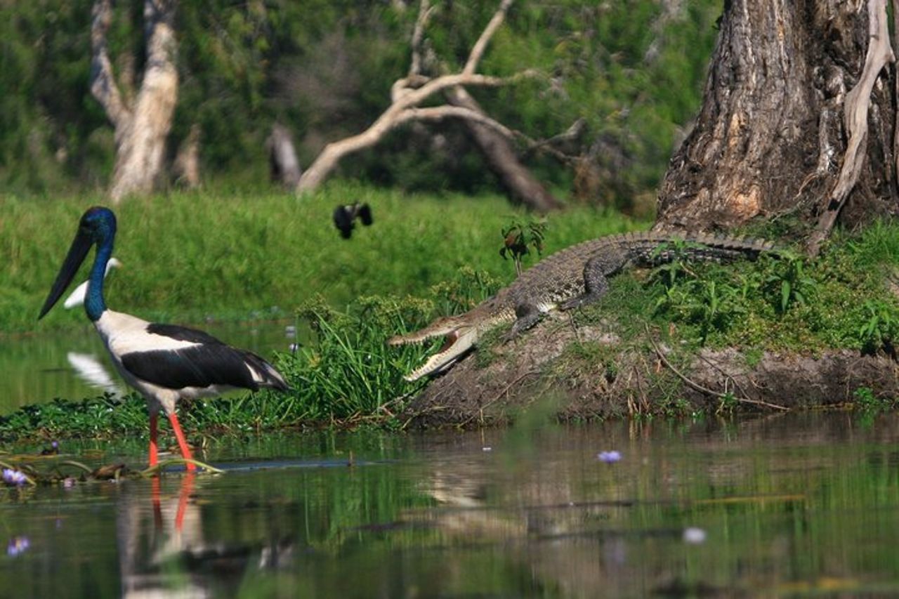 1 giornata di corroboree Billabong Wetland Experience con crociera di 2,5 ore + pranzo — 4