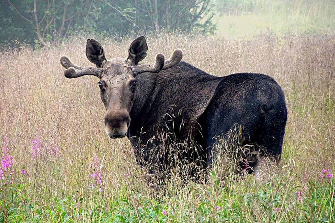 Moose Safari Bodo, Norvegia, incontra il più grande animale terrestre d'Europa