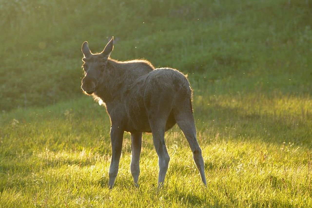 Moose Safari Bodo, Norvegia, incontra il più grande animale terrestre d'Europa — 2