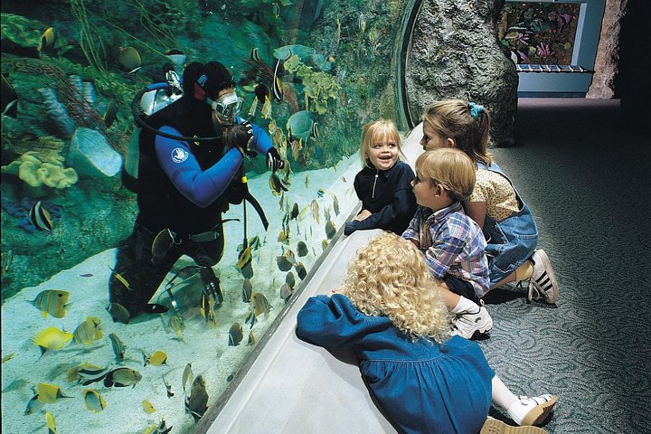 Salta la coda alla biglietteria : biglietto d'ingresso generale dell'Acquario del Pacifico — 5