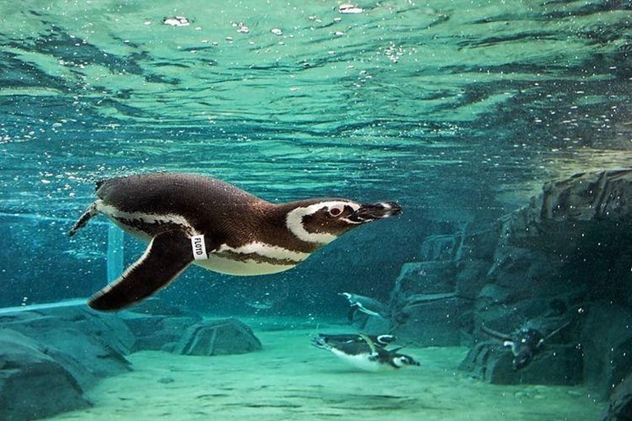 Salta la coda alla biglietteria : biglietto d'ingresso generale dell'Acquario del Pacifico — 2