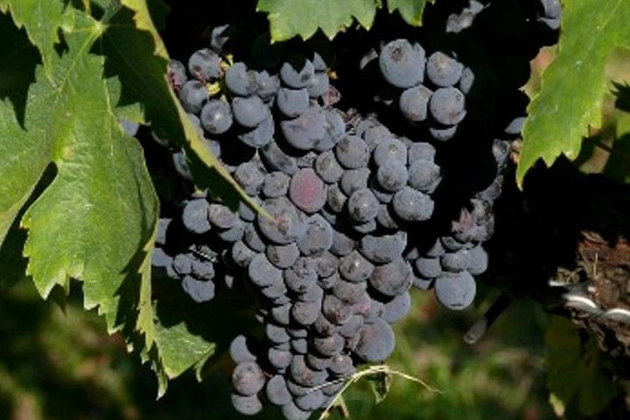 Tour del vino e dell'olio d'oliva dell'Umbria con pranzo leggero