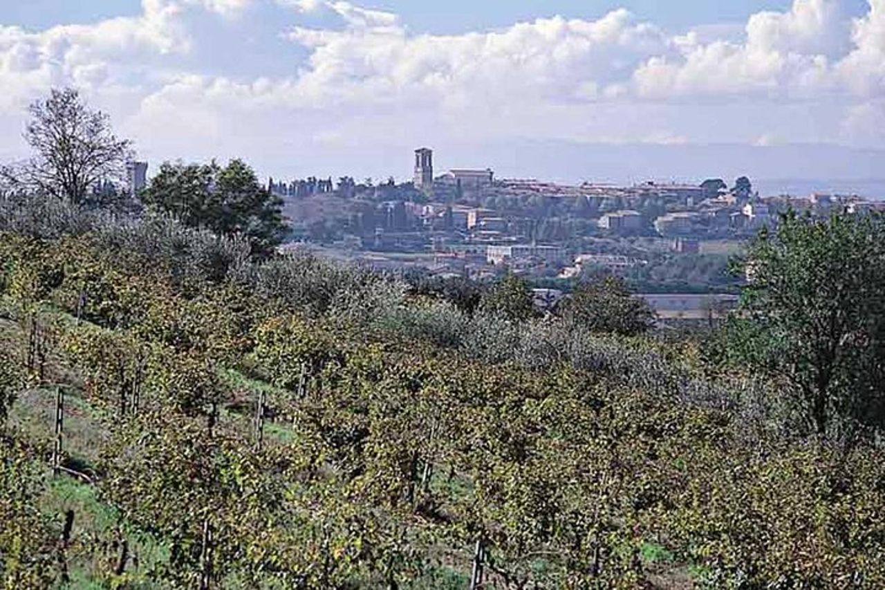Tour del vino e dell'olio d'oliva dell'Umbria con pranzo leggero — 2