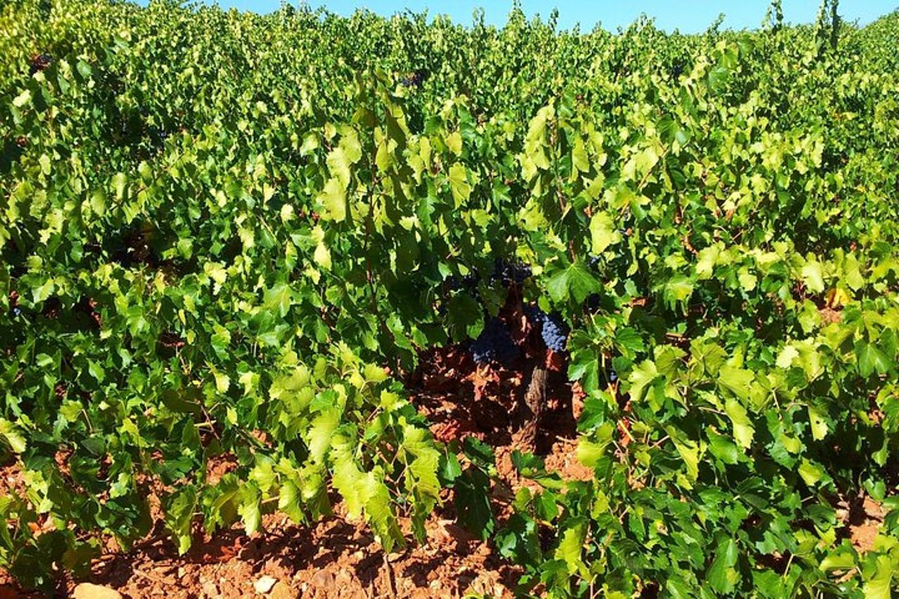 Tour del vino di Almería, degustazione in cantina biologica e aperitivo in inglese — 2