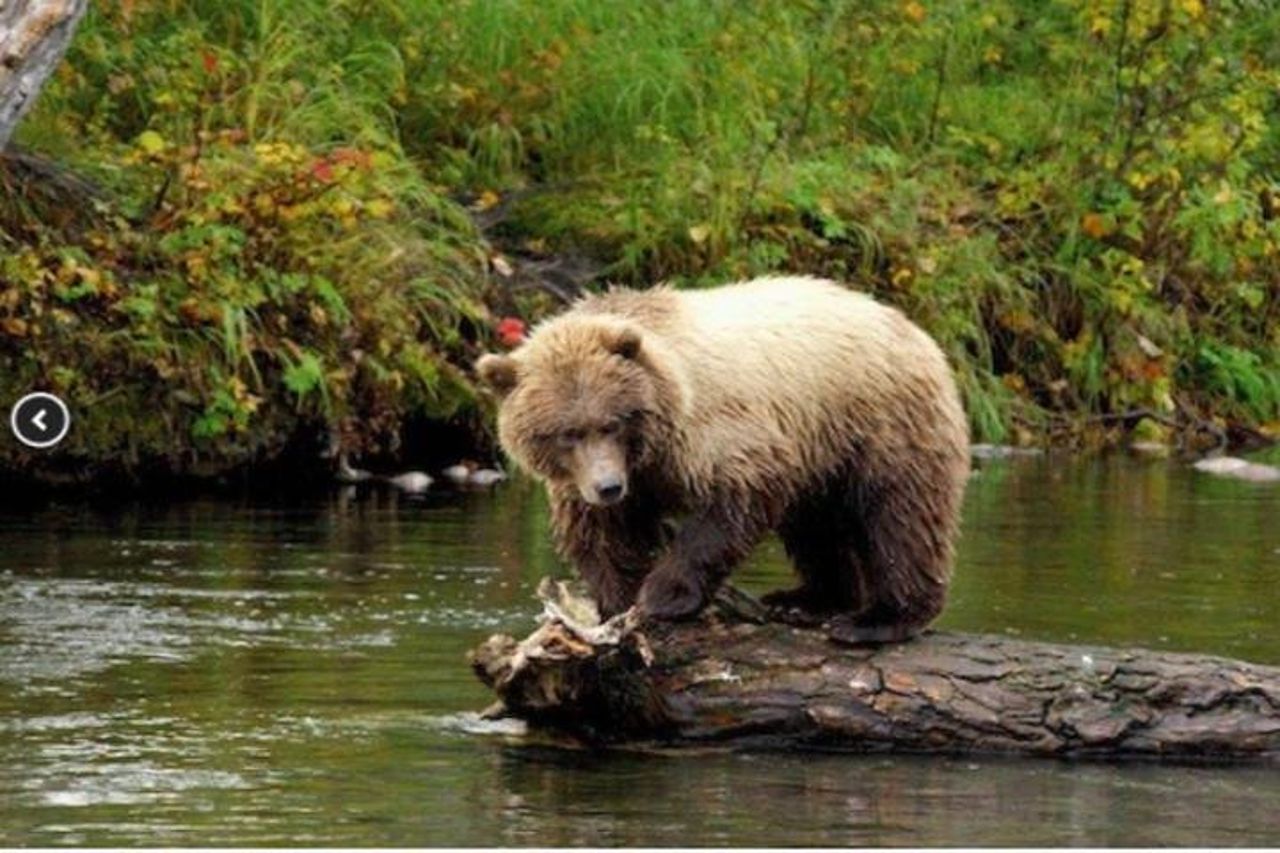 Escursione a terra per piccoli gruppi dello stretto ghiacciato: stiamo andando a caccia dell'orso! — 2