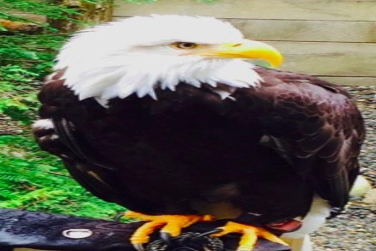 Escursione a bordo della Ketchikan: Eagle Sanctuary e Rainforest Wildlife Center — 3
