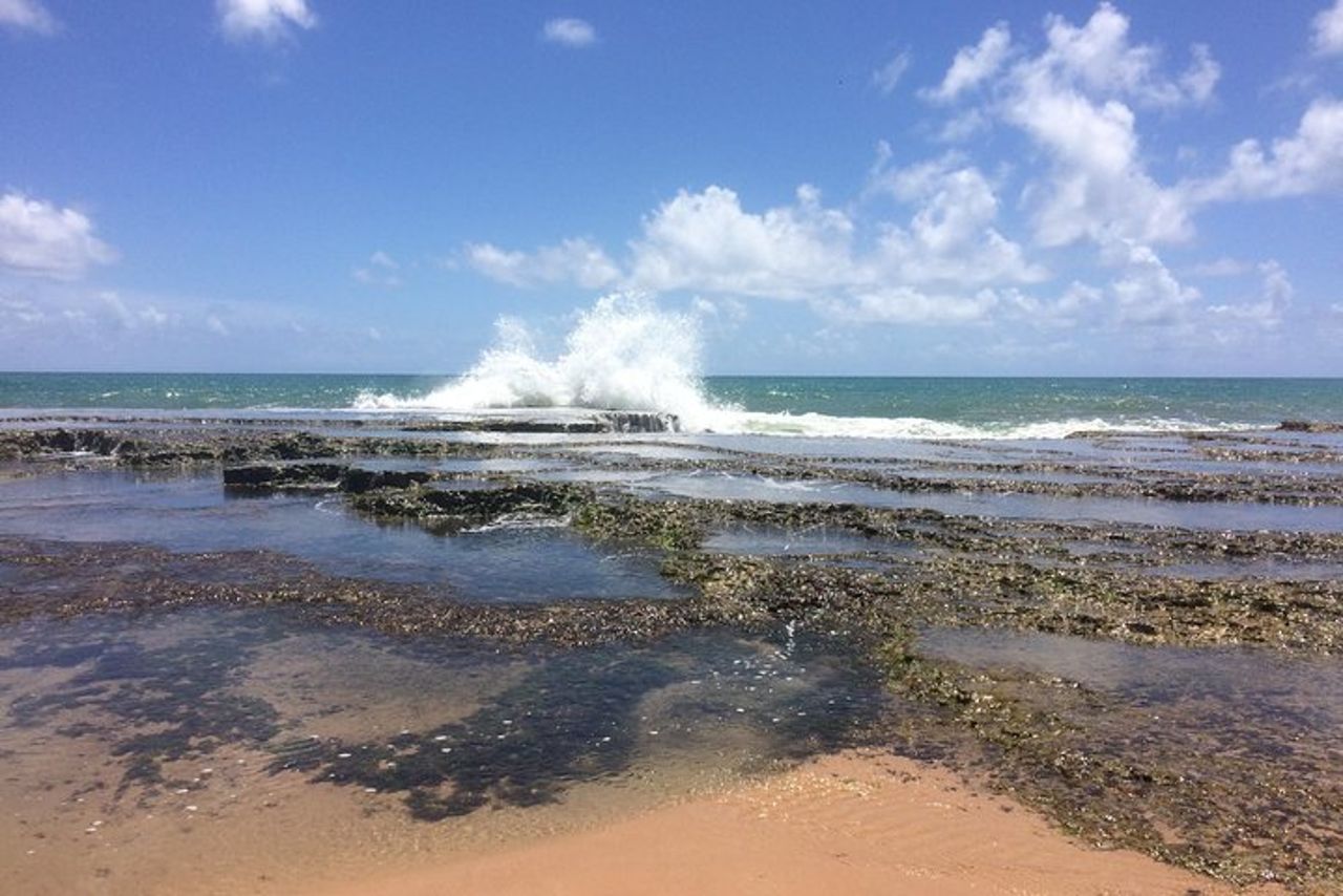 Tour di un'intera giornata in spiaggia da Salvador a Praia do Forte — 8