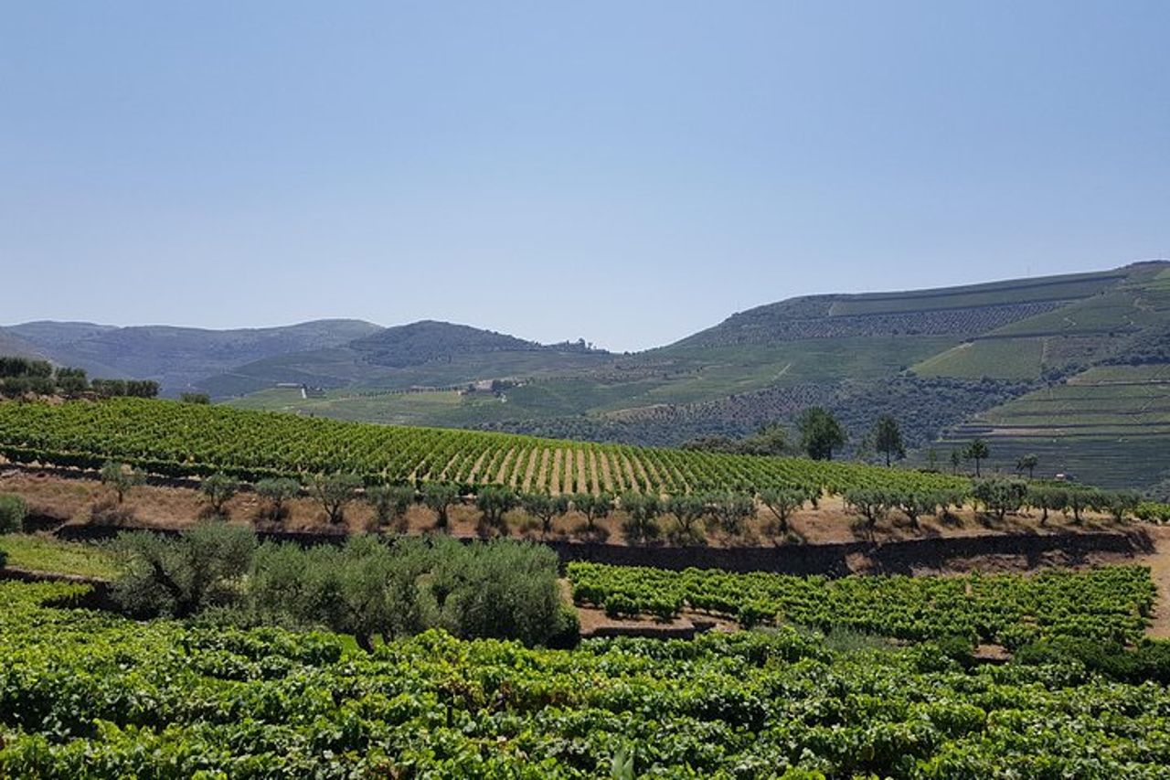Tour della valle del Douro: 2 visite ai vigneti, crociera sul fiume, pranzo in cantina — 2